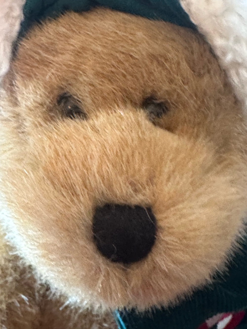 Boyd’s Bear - Picture 8 of 8